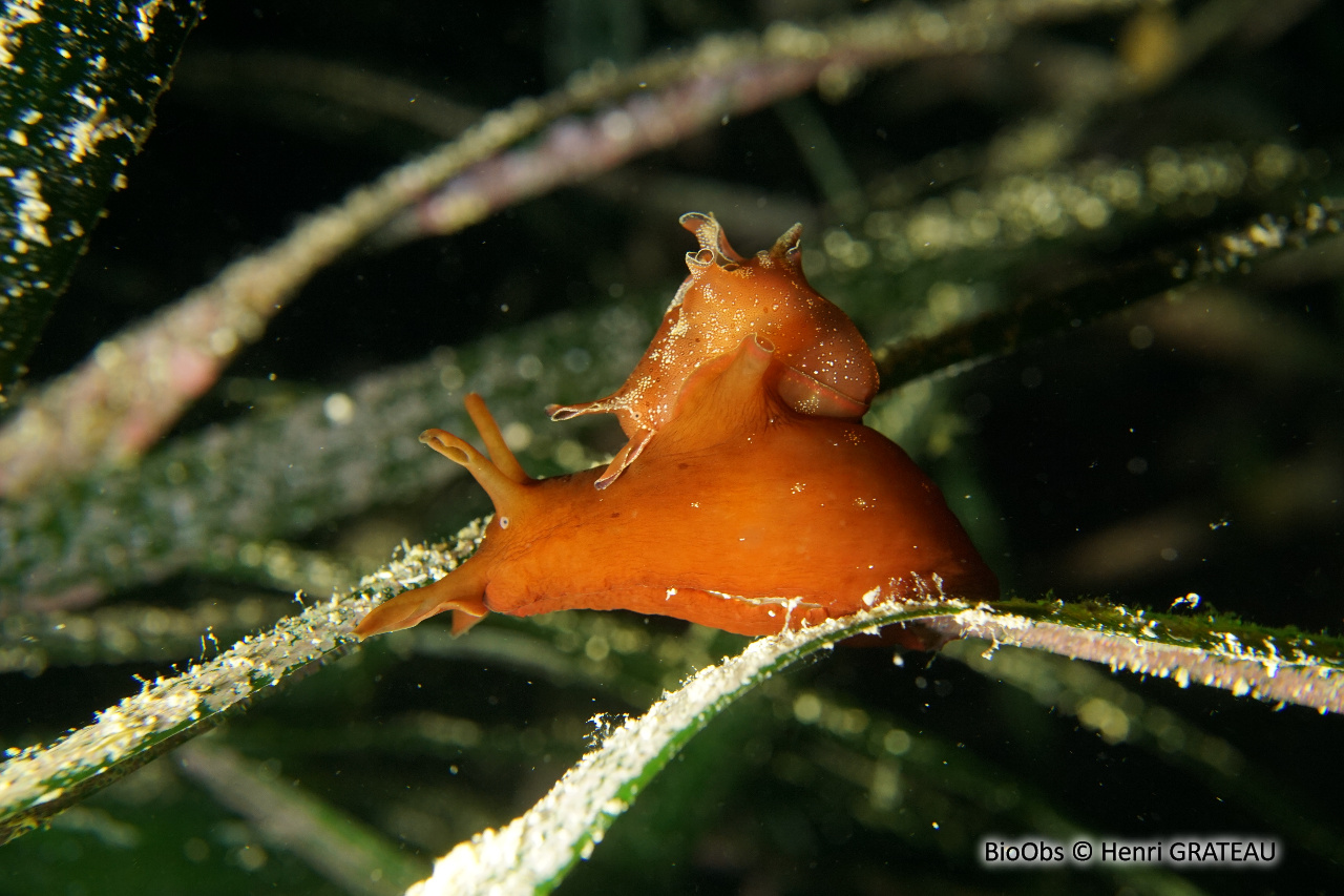 Lièvre de mer (depilans) - Aplysia depilans - Henri GRATEAU - BioObs