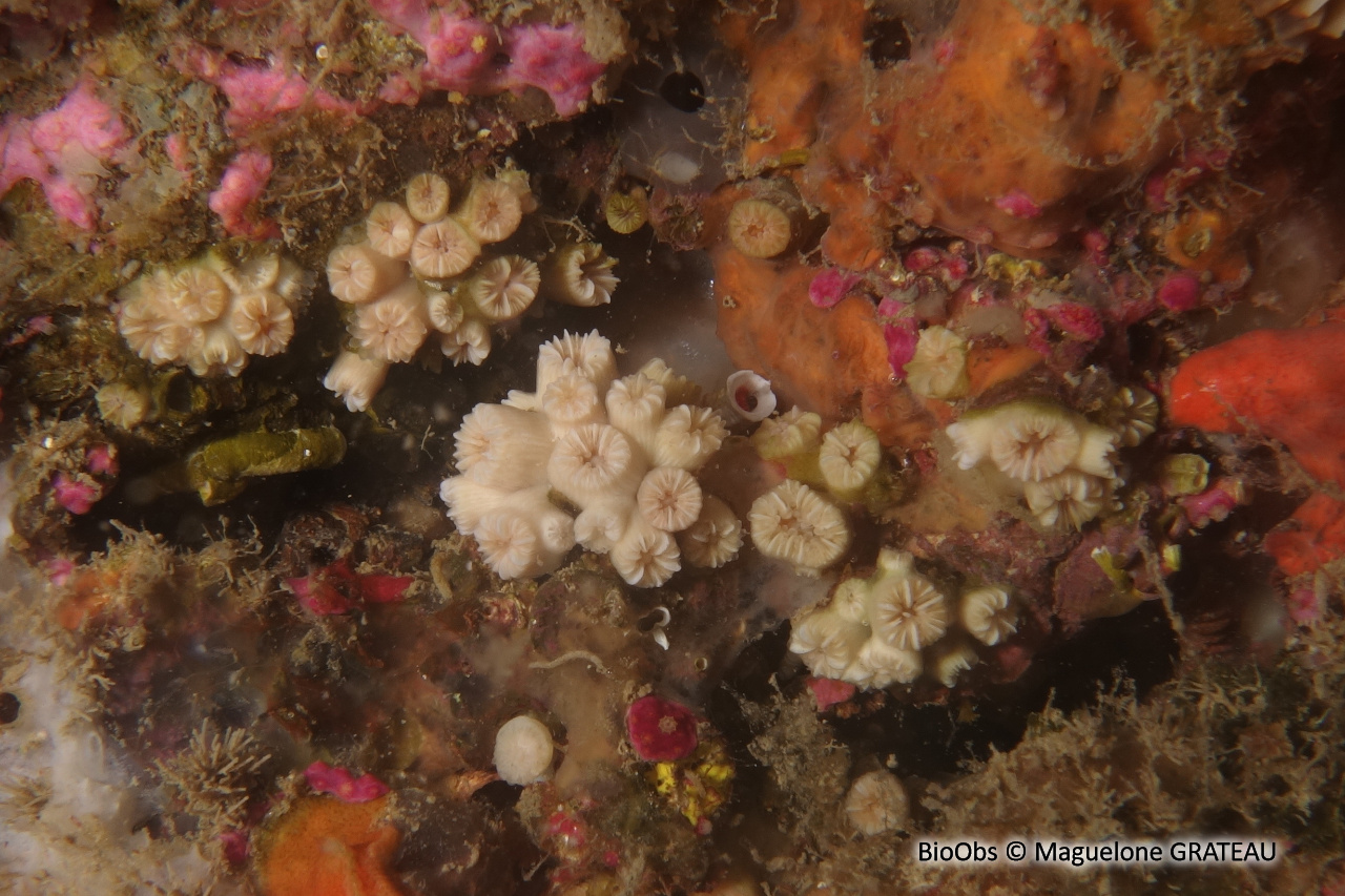 Corail nain - Hoplangia durotrix - Maguelone GRATEAU - BioObs