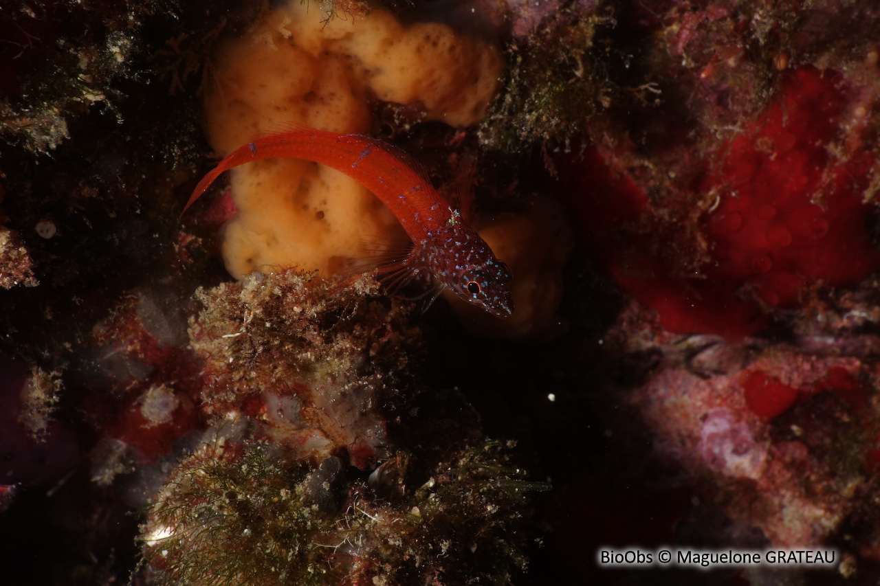 Triptérygion nain - Tripterygion melanurum - Maguelone GRATEAU - BioObs