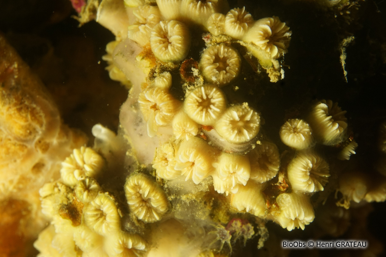 Corail nain - Hoplangia durotrix - Henri GRATEAU - BioObs