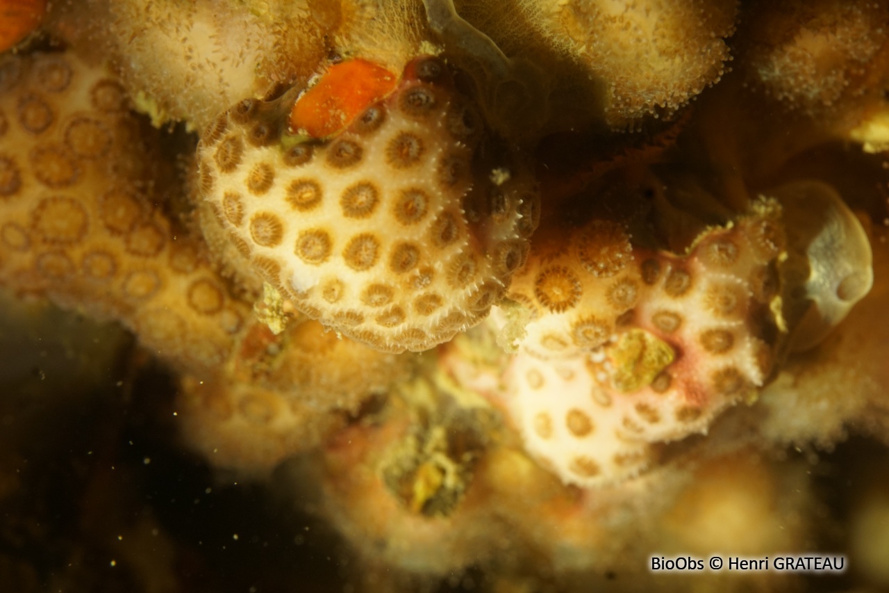 Madracis (genre) - Madracis - Henri GRATEAU - BioObs