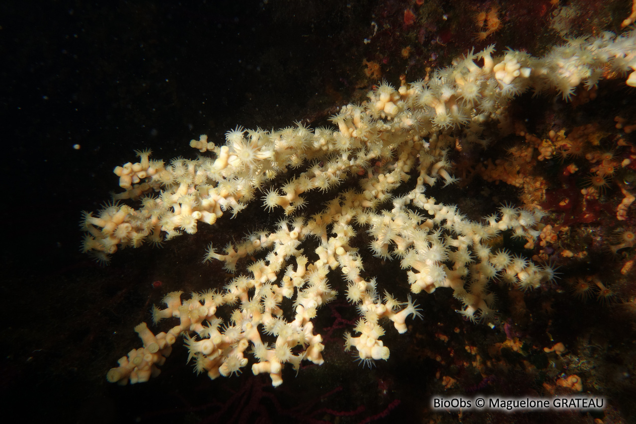 Anémone buissonnante - Savalia savaglia - Maguelone GRATEAU - BioObs