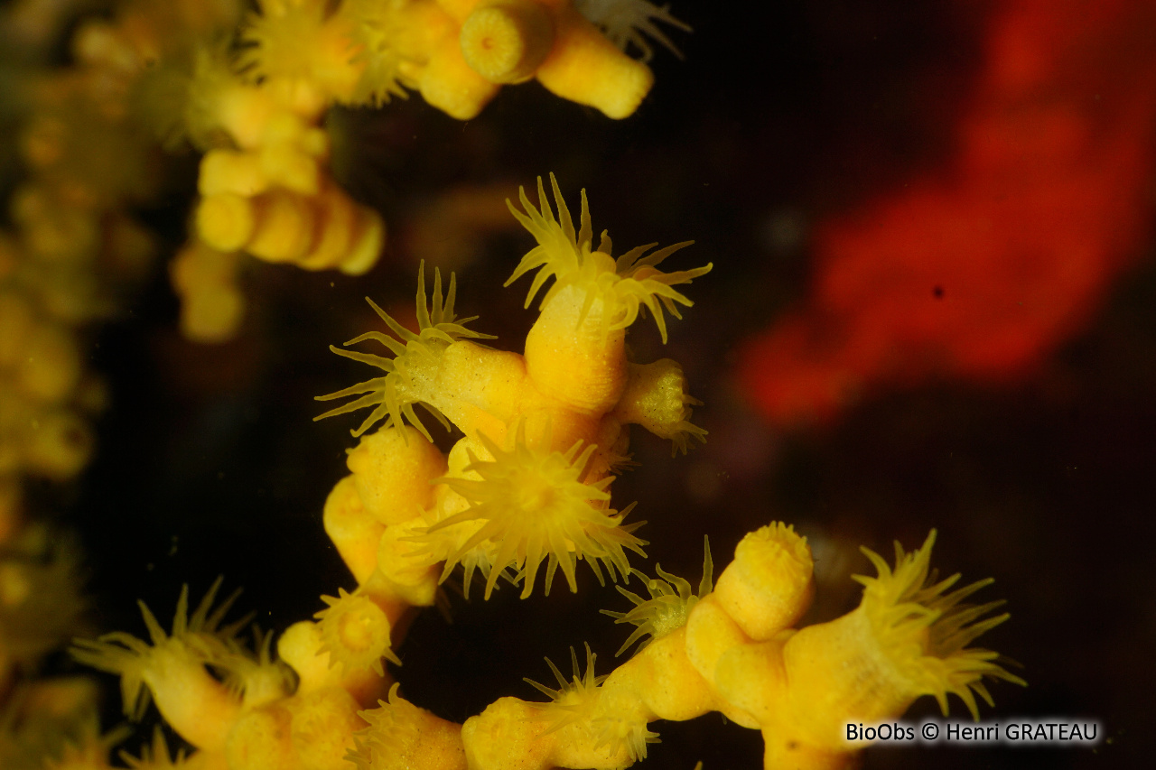Anémone buissonnante - Savalia savaglia - Henri GRATEAU - BioObs