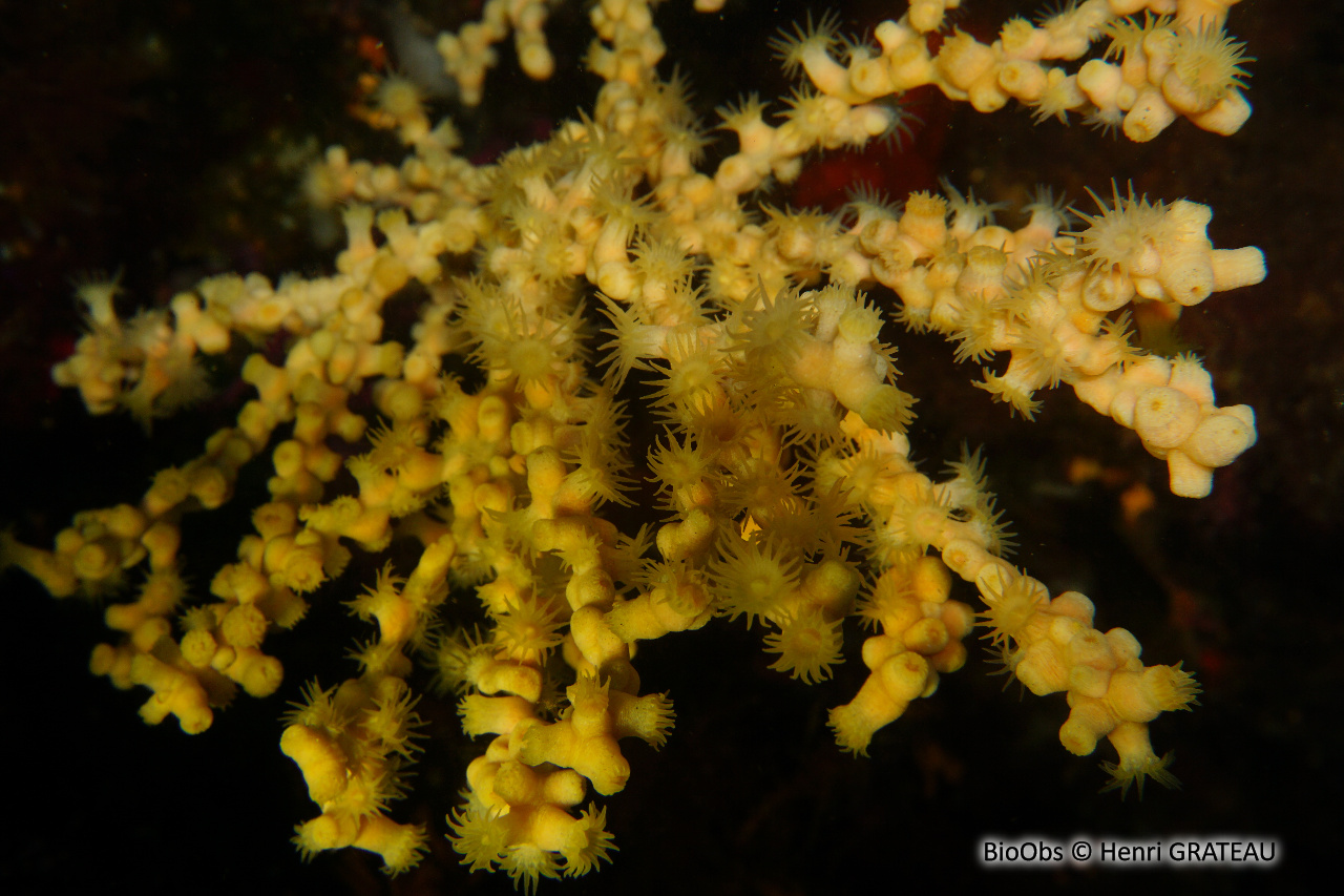 Anémone buissonnante - Savalia savaglia - Henri GRATEAU - BioObs