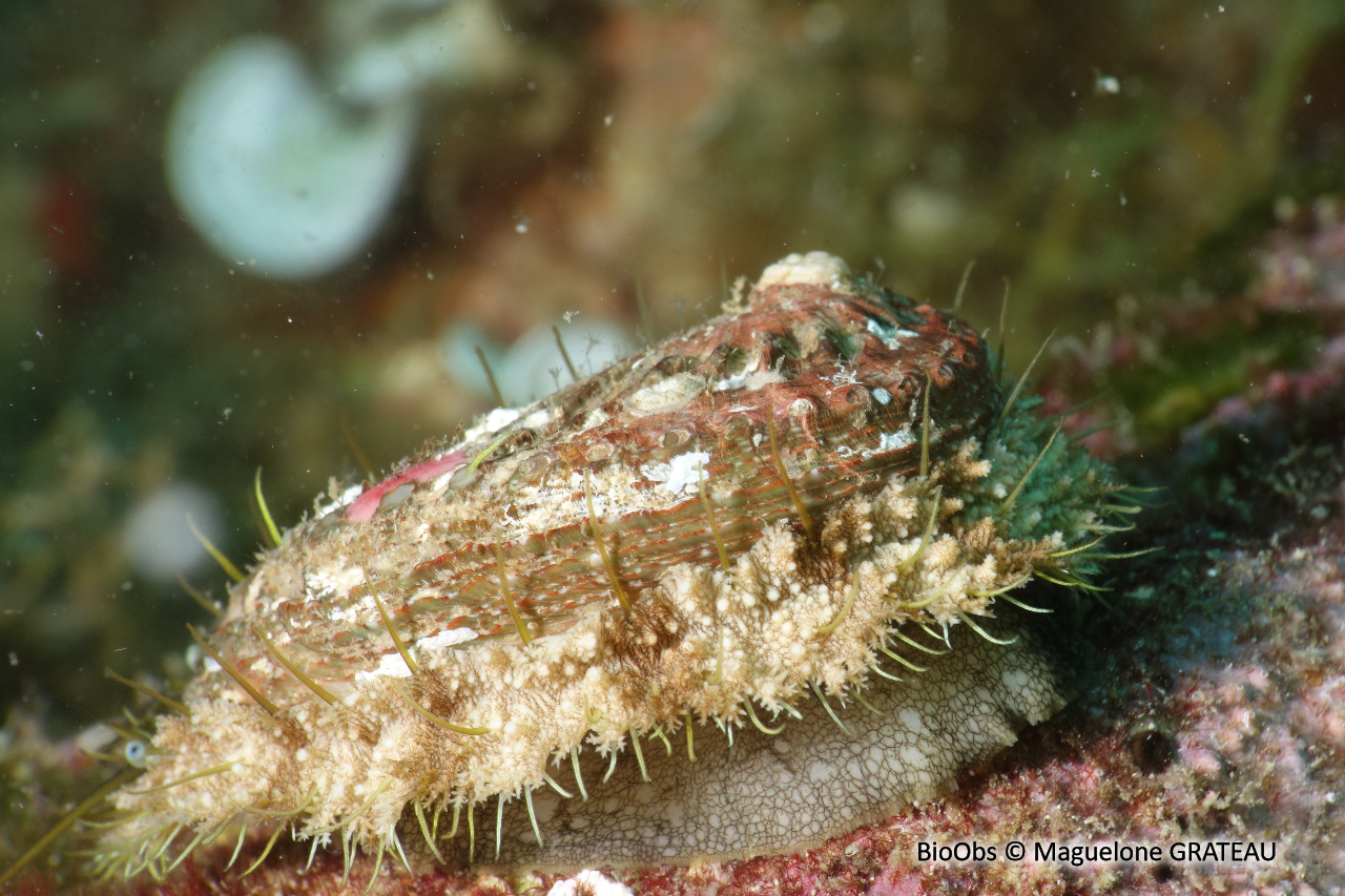 Ormeau méditerranéen - Haliotis tuberculata lamellosa - Maguelone GRATEAU - BioObs