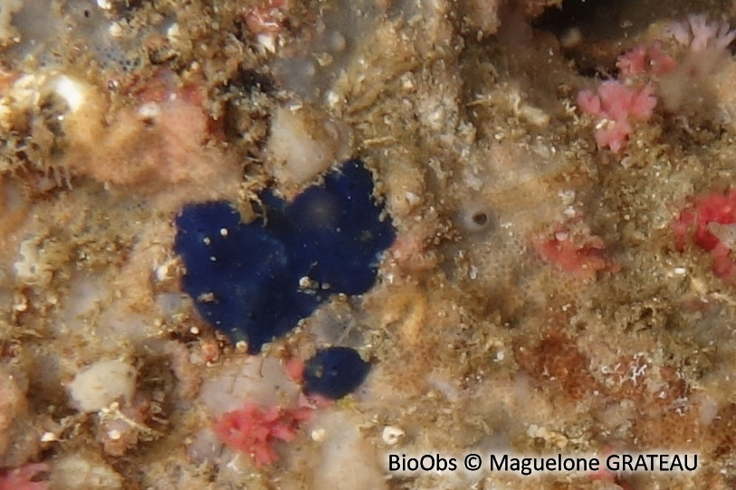 Eponge encroûtante bleue - Terpios gelatinosus - Maguelone GRATEAU - BioObs