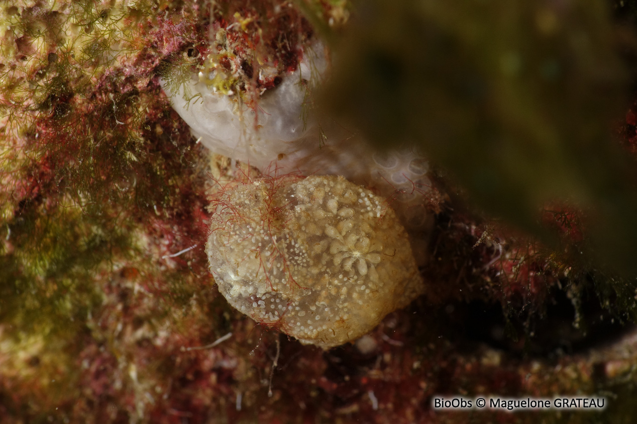 Botrylle cristallin - Botrylloides crystallinus - Maguelone GRATEAU - BioObs