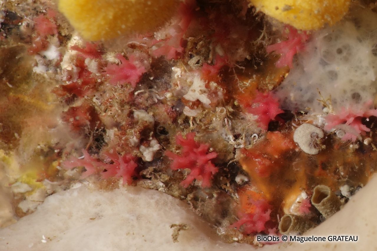 Foraminifère rouge - Miniacina miniacea - Maguelone GRATEAU - BioObs