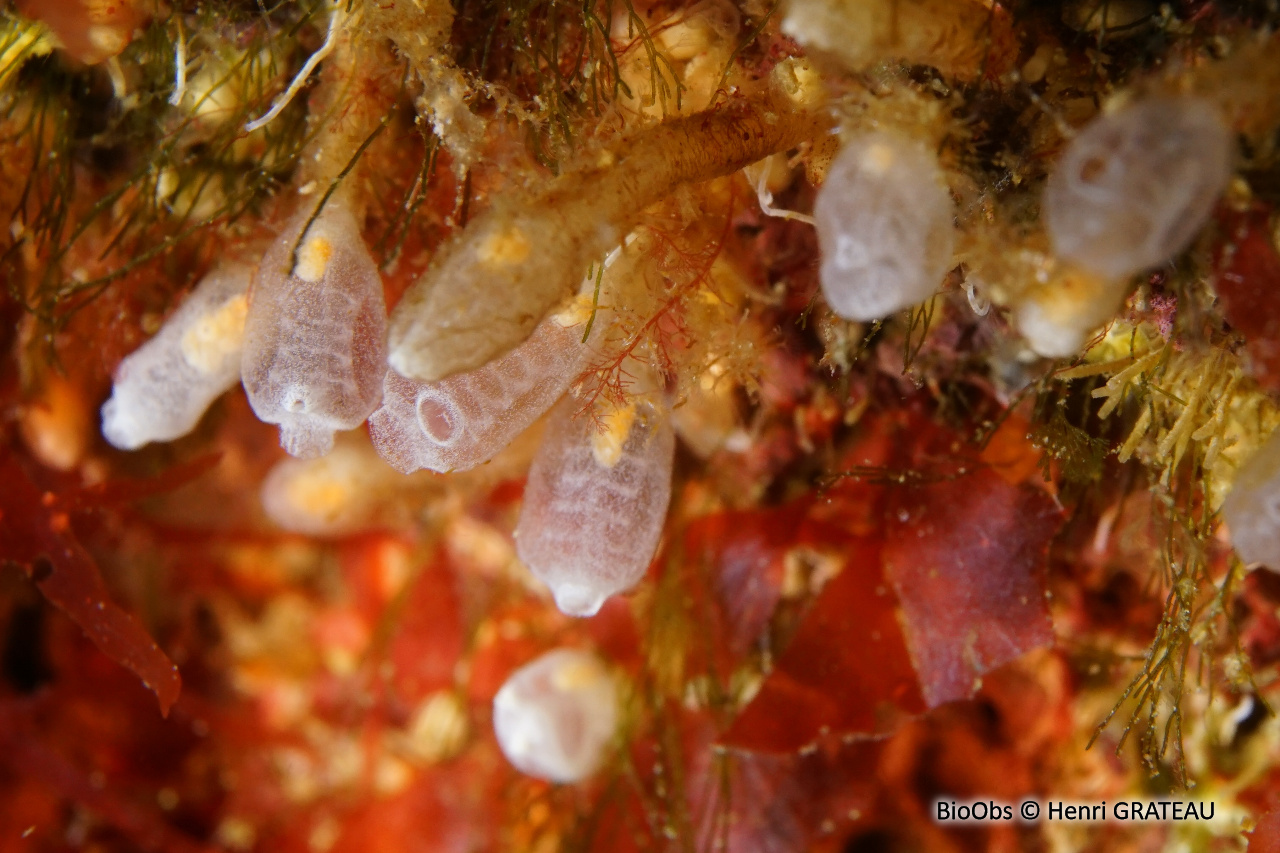 Clavelines naines - Pycnoclavella communis/ nana - Henri GRATEAU - BioObs