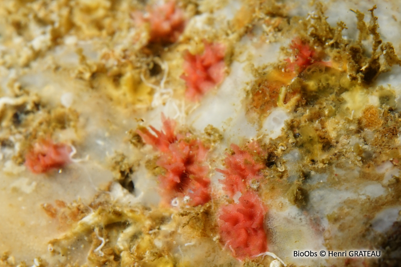 Foraminifère rouge - Miniacina miniacea - Henri GRATEAU - BioObs