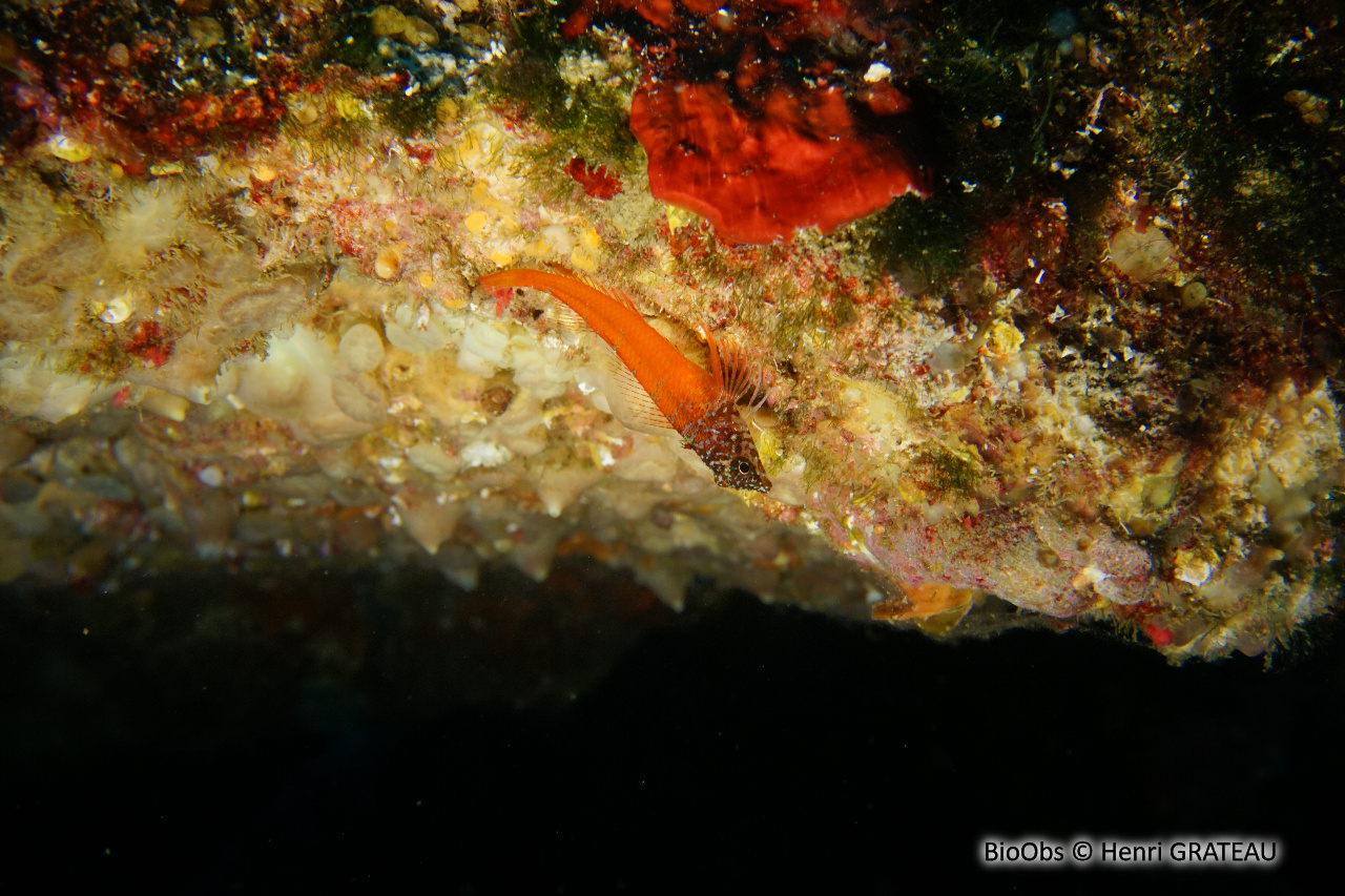 Triptérygion nain - Tripterygion melanurum - Henri GRATEAU - BioObs