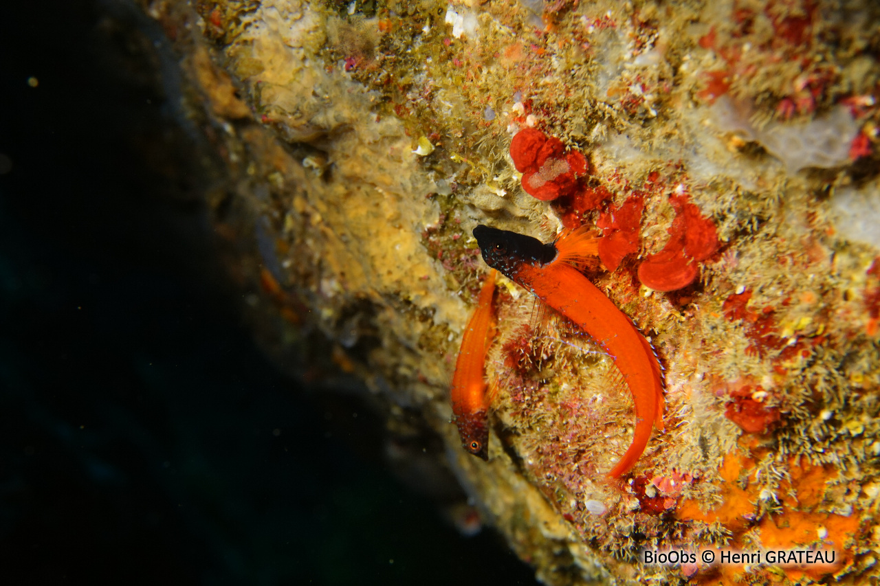 Triptérygion nain - Tripterygion melanurum - Henri GRATEAU - BioObs