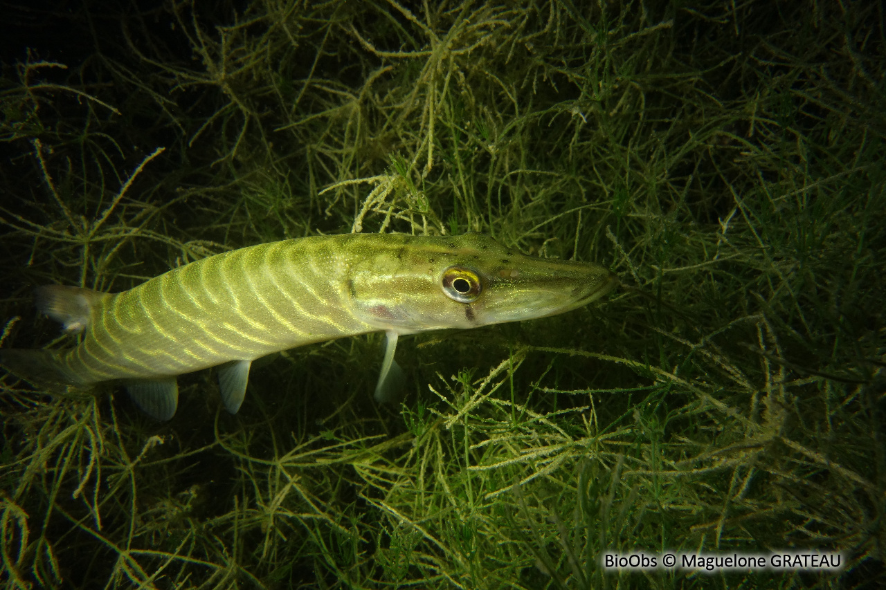 Brochet - Esox lucius - Maguelone GRATEAU - BioObs