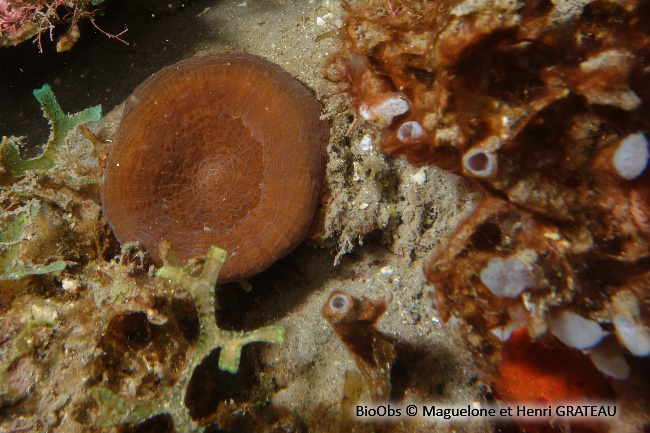 Corail champignon de l'Atlantique - Scolymia lacera - Maguelone GRATEAU - BioObs