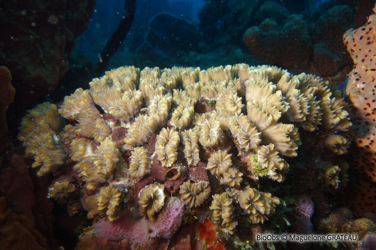Corail-fleur doux - Eusmilia fastigiata - Maguelone GRATEAU - BioObs