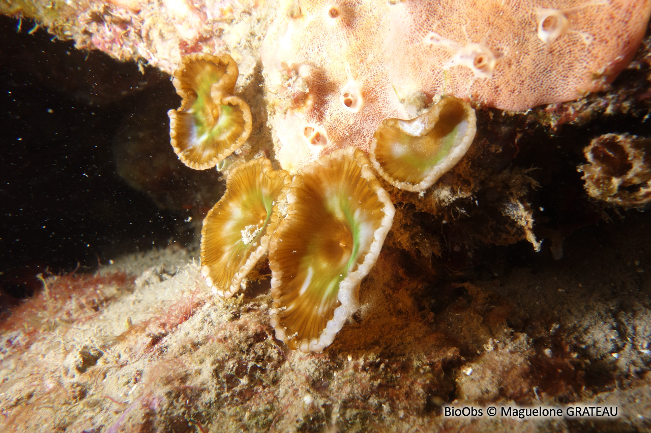 Zoanthaire soleil - Palythoa grandis - Maguelone GRATEAU - BioObs