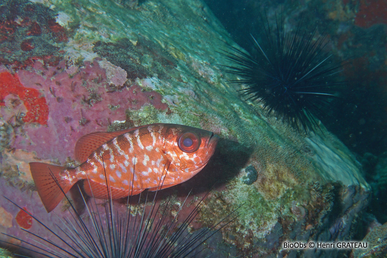 Soleil - Heteropriacanthus cruentatus - Henri GRATEAU - BioObs