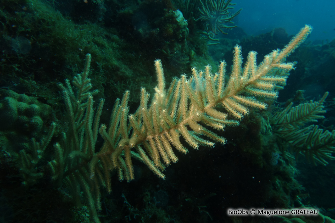 Plume de mer rugueuse - Muriceopsis flavida - Maguelone GRATEAU - BioObs