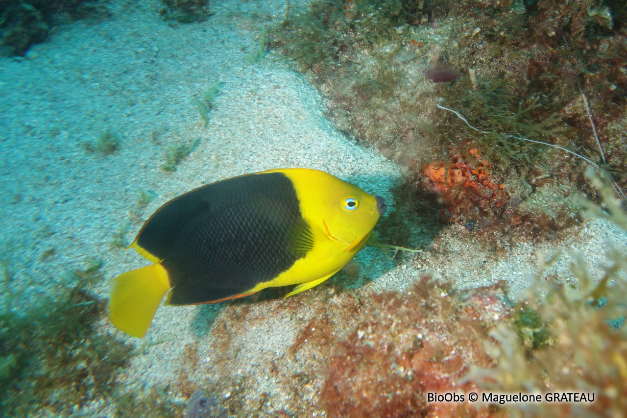 Ange des Caraïbes - Holacanthus tricolor - Maguelone GRATEAU - BioObs