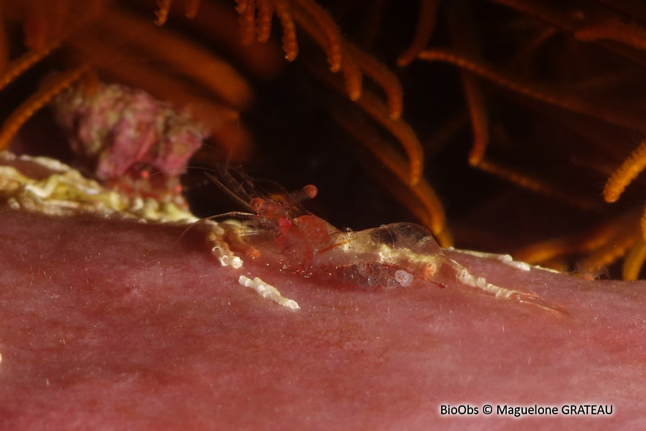 Crevette des crinoides - Periclimenes crinoidalis - Maguelone GRATEAU - BioObs
