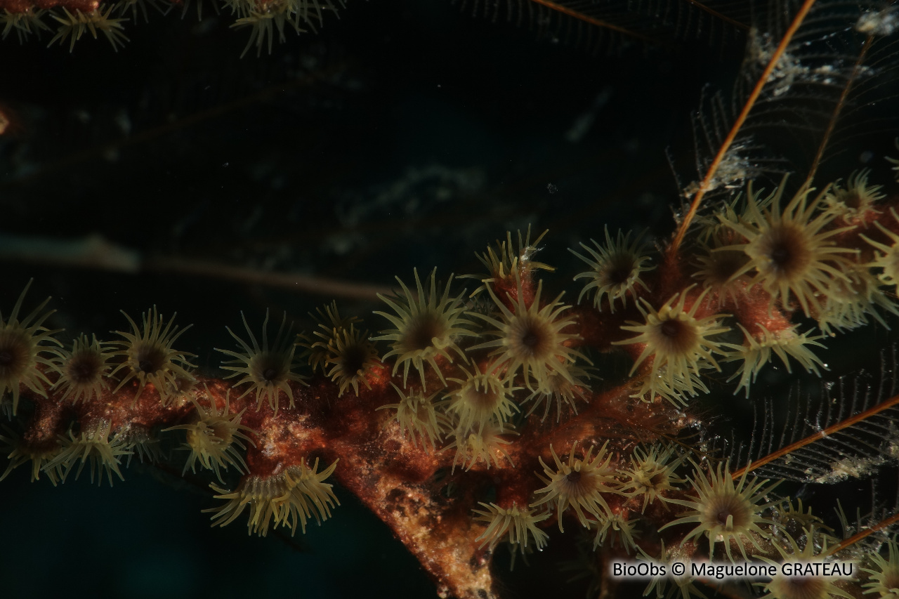 Zoanthaire des hydraires - Hydrozoanthus tunicans - Maguelone GRATEAU - BioObs
