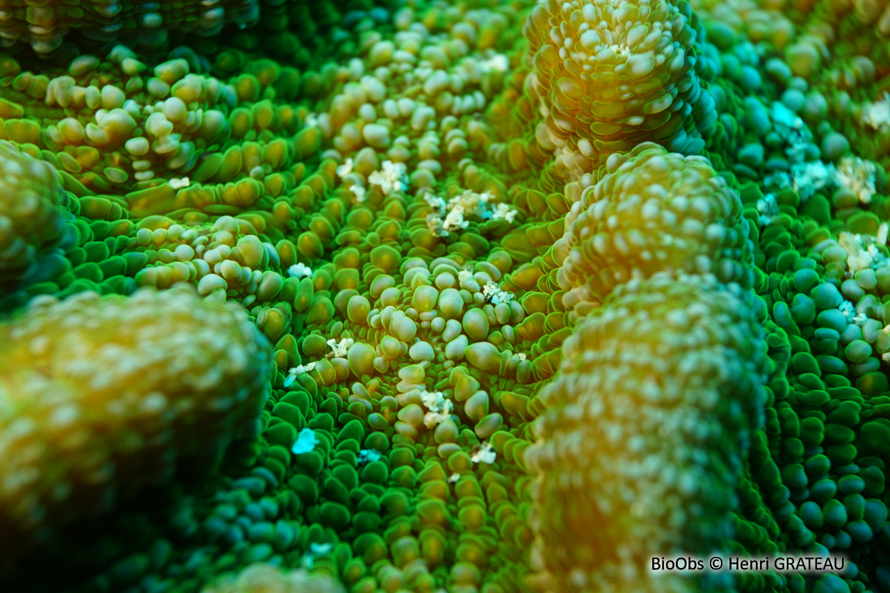 Corail-cactus à bosses - Mycetophyllia aliciae - Henri GRATEAU - BioObs