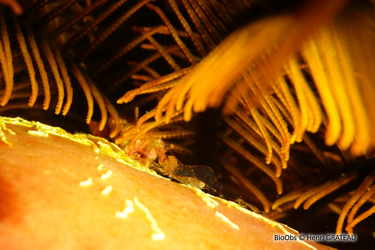 Crevette des crinoides - Periclimenes crinoidalis - Henri GRATEAU - BioObs