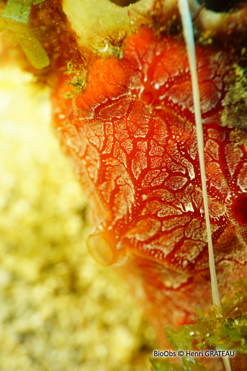 Eponge-cerveau rouge - Monanchora arbuscula - Henri GRATEAU - BioObs