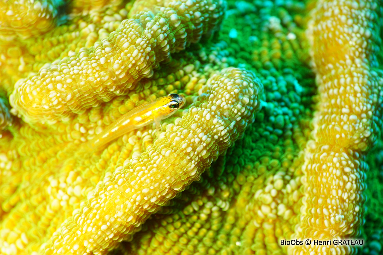 Gobie-néon jaune à nez bleu - Coryphopterus lipernes - Henri GRATEAU - BioObs