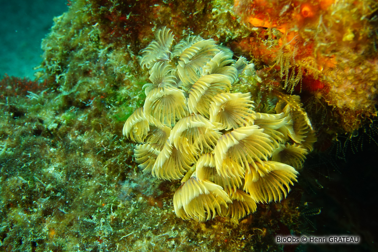 Sabelle sociale - Bispira brunnea - Henri GRATEAU - BioObs