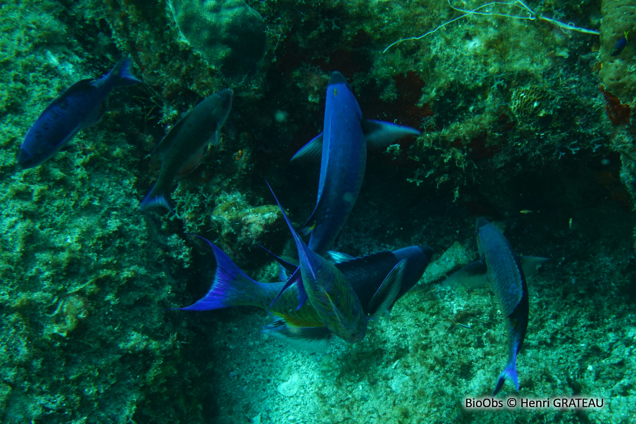 Manioc-bouteille - Clepticus parrae - Henri GRATEAU - BioObs