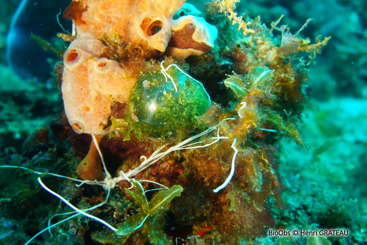 Valonie perle - Valonia ventricosa - Henri GRATEAU - BioObs