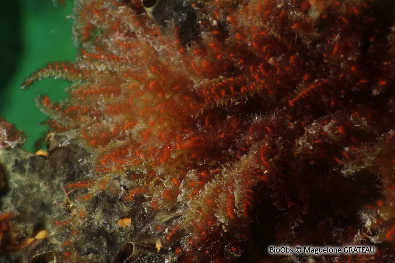 Spongoclonium des Caraïbes - Spongoclonium caribaeum - Maguelone GRATEAU - BioObs