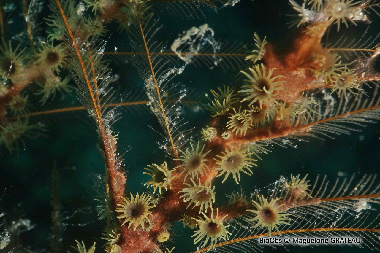 Zoanthaire des hydraires - Hydrozoanthus tunicans - Maguelone GRATEAU - BioObs