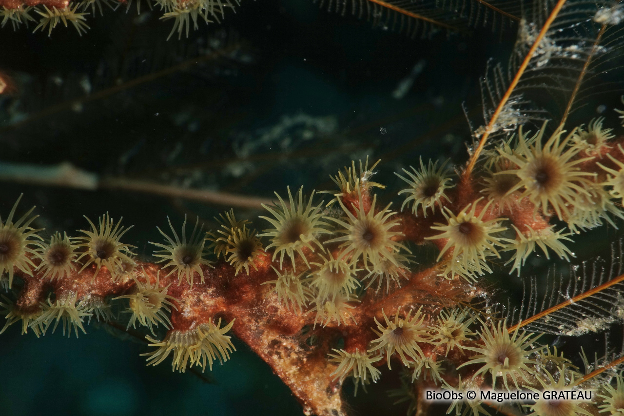 Zoanthaire des hydraires - Hydrozoanthus tunicans - Maguelone GRATEAU - BioObs