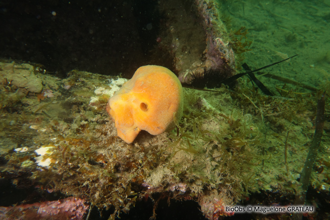 Subérite-gîte - Suberites domuncula - Maguelone GRATEAU - BioObs