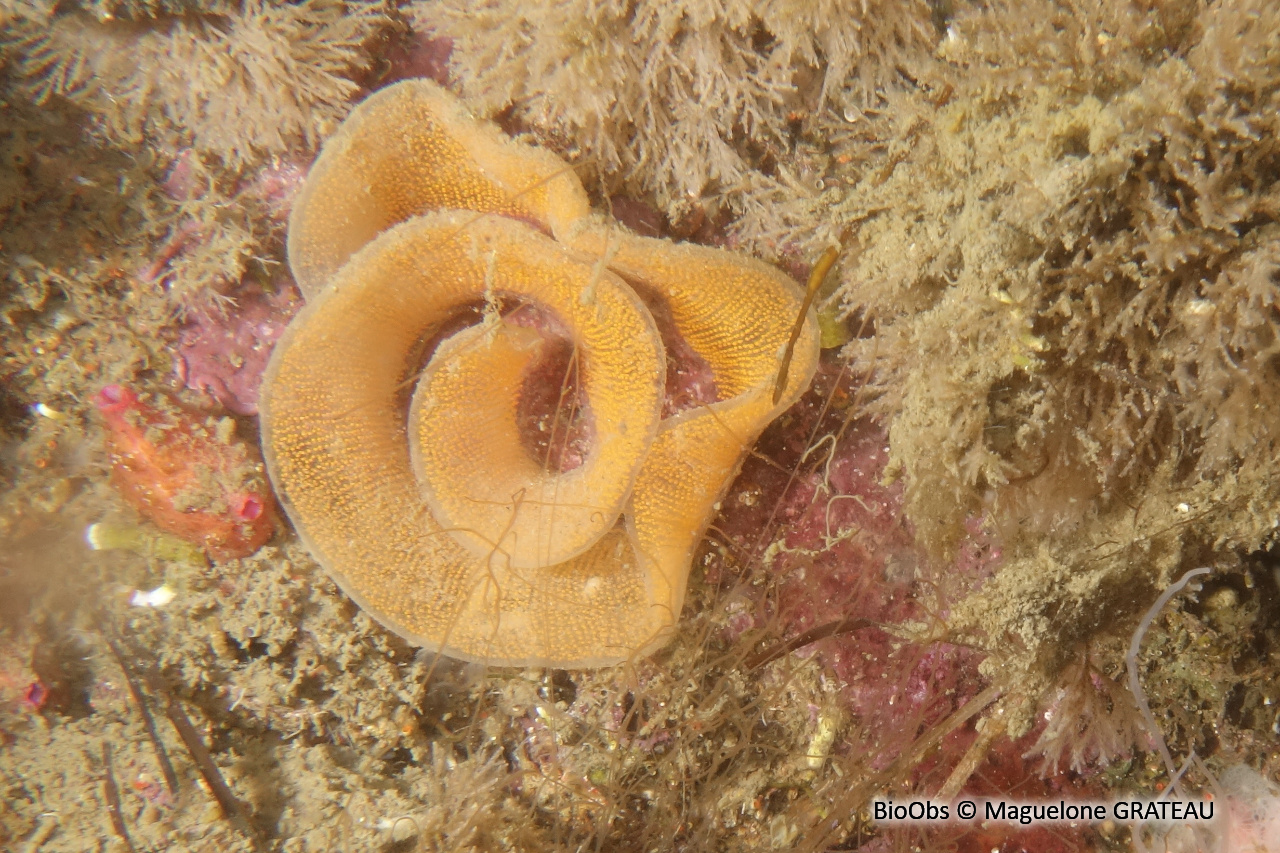 Doris marbrée ponte - Dendrodoris - Maguelone GRATEAU - BioObs