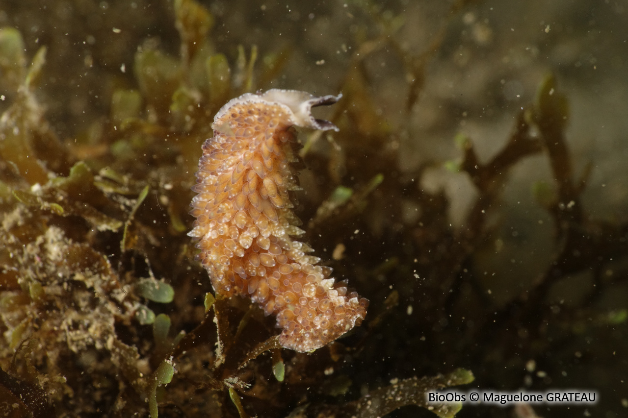 Ver plat à papilles - Thysanozoon brocchii - Maguelone GRATEAU - BioObs