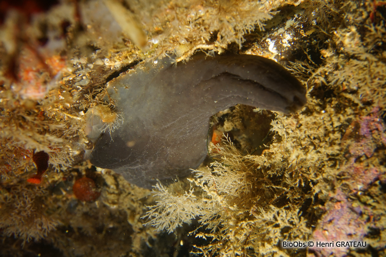 Ascidie noire - Phallusia fumigata - Henri GRATEAU - BioObs