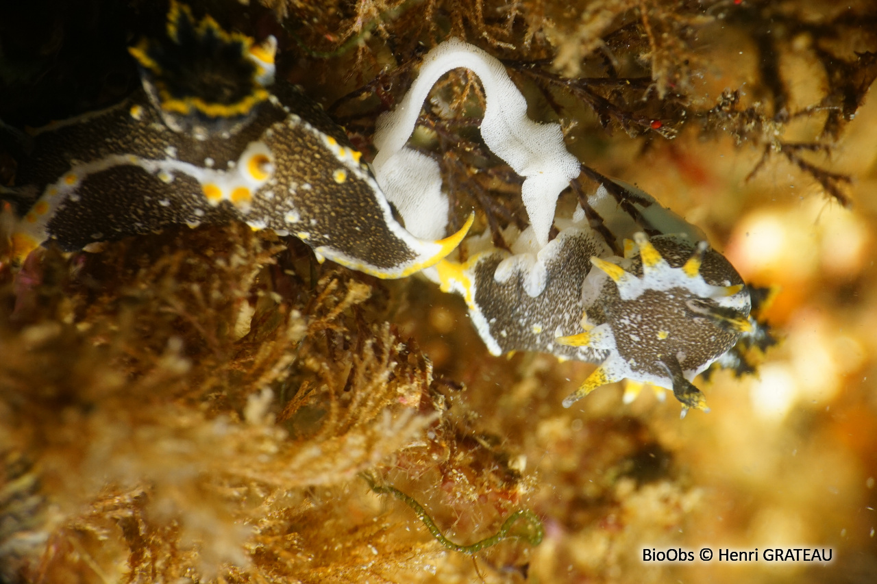 Polycère de Hedgpeth ponte - Polycère Polycère de Hedgpeth ponte - Polycère