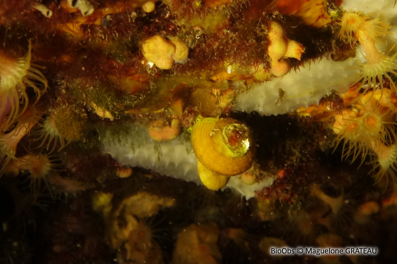 Marsupilami à coquille - Heliacus fallaciosus - Maguelone GRATEAU - BioObs