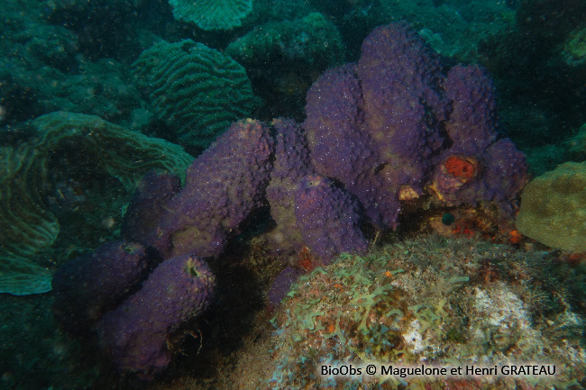 Eponge multicolore - Aiolochroia crassa - Maguelone GRATEAU - BioObs