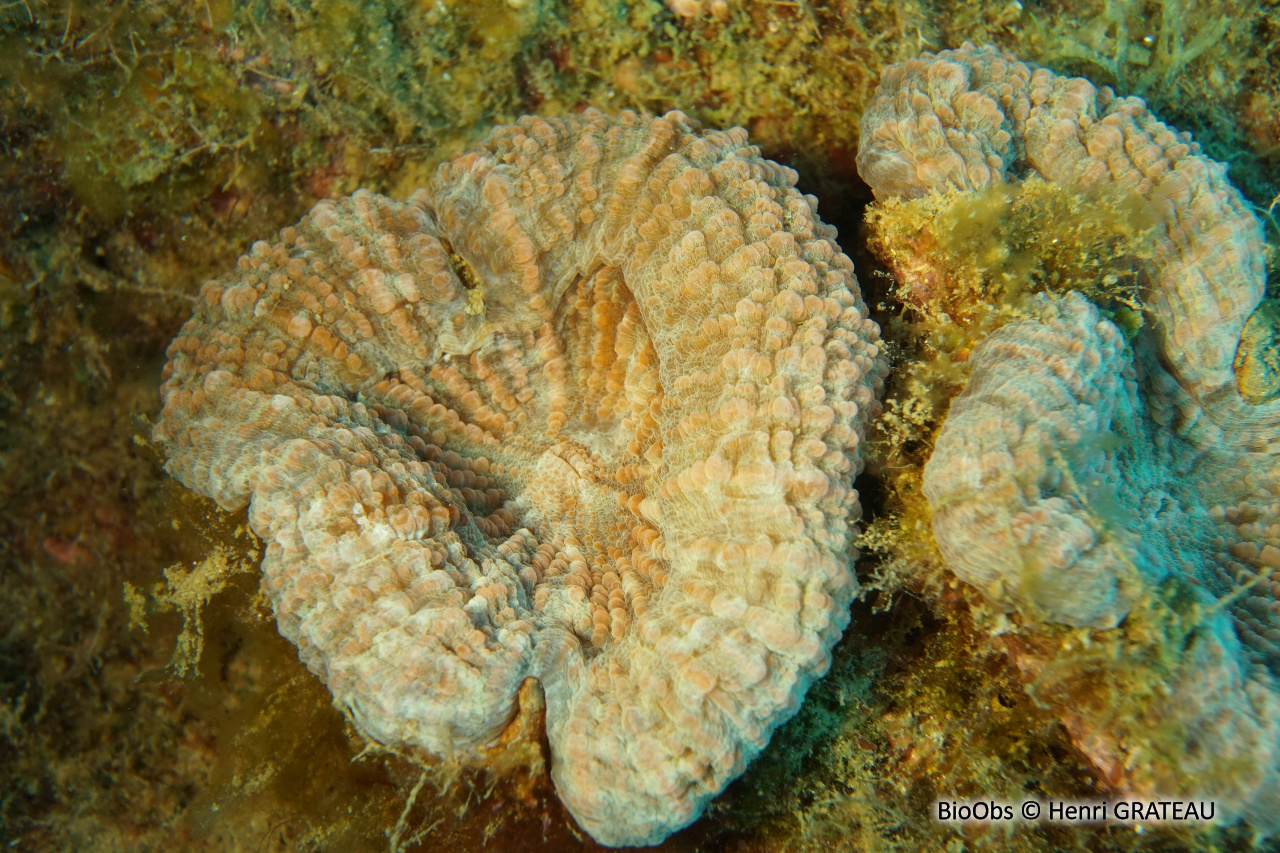 Corail-fleur épineux - Mussa angulosa - Henri GRATEAU - BioObs