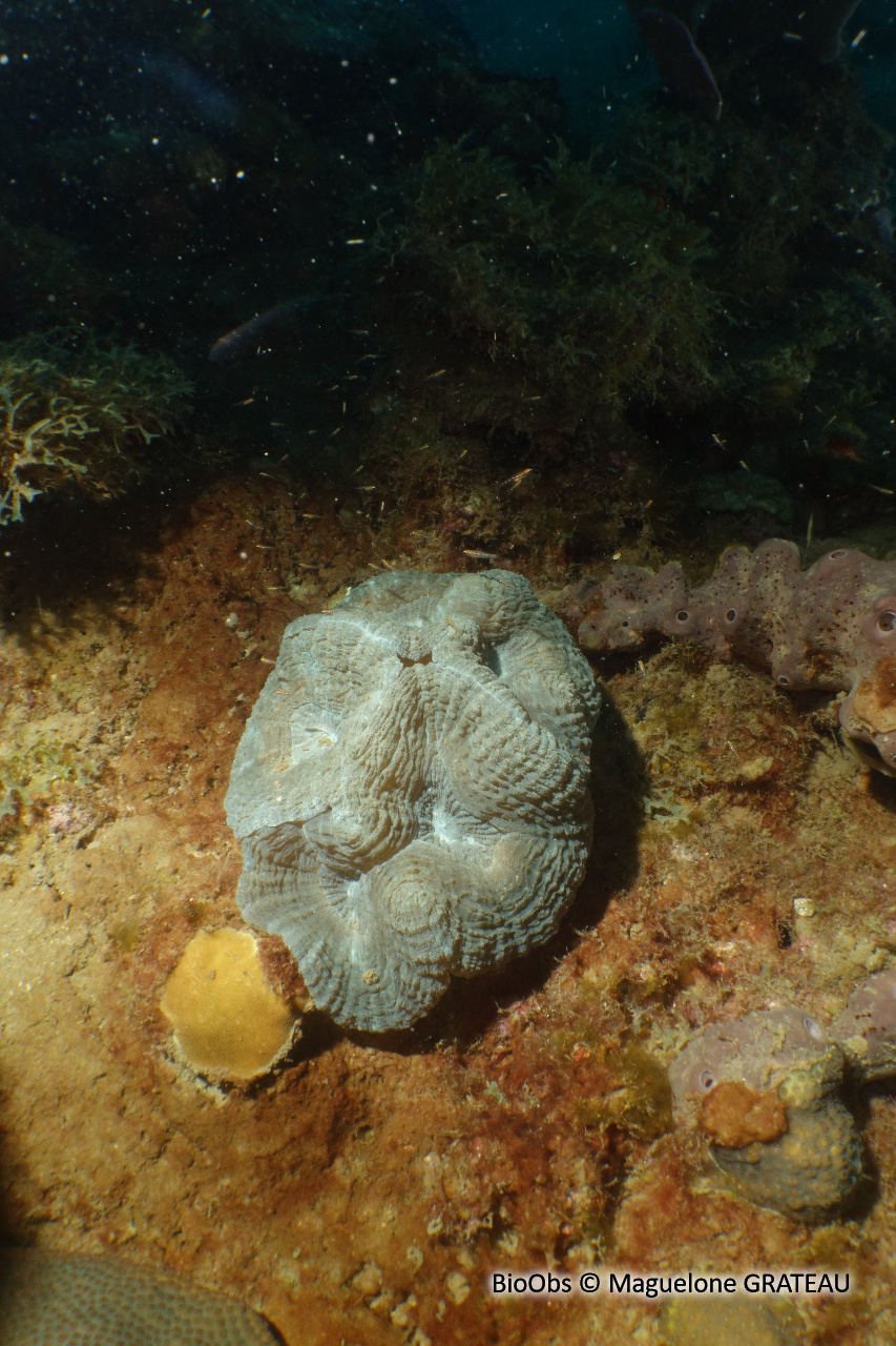 Corail-fleur épineux - Mussa angulosa - Maguelone GRATEAU - BioObs