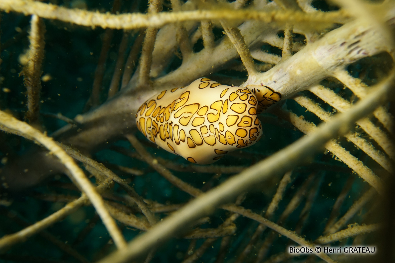Monnaie caraïbe à ocelles - Cyphoma gibbosum - Henri GRATEAU - BioObs