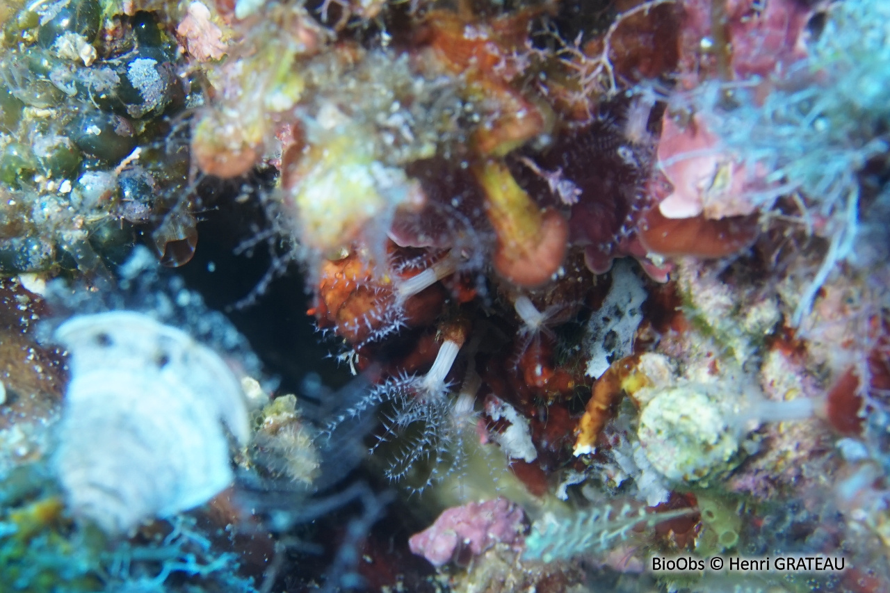 Corail brique - Sarcodictyon catenatum - Henri GRATEAU - BioObs