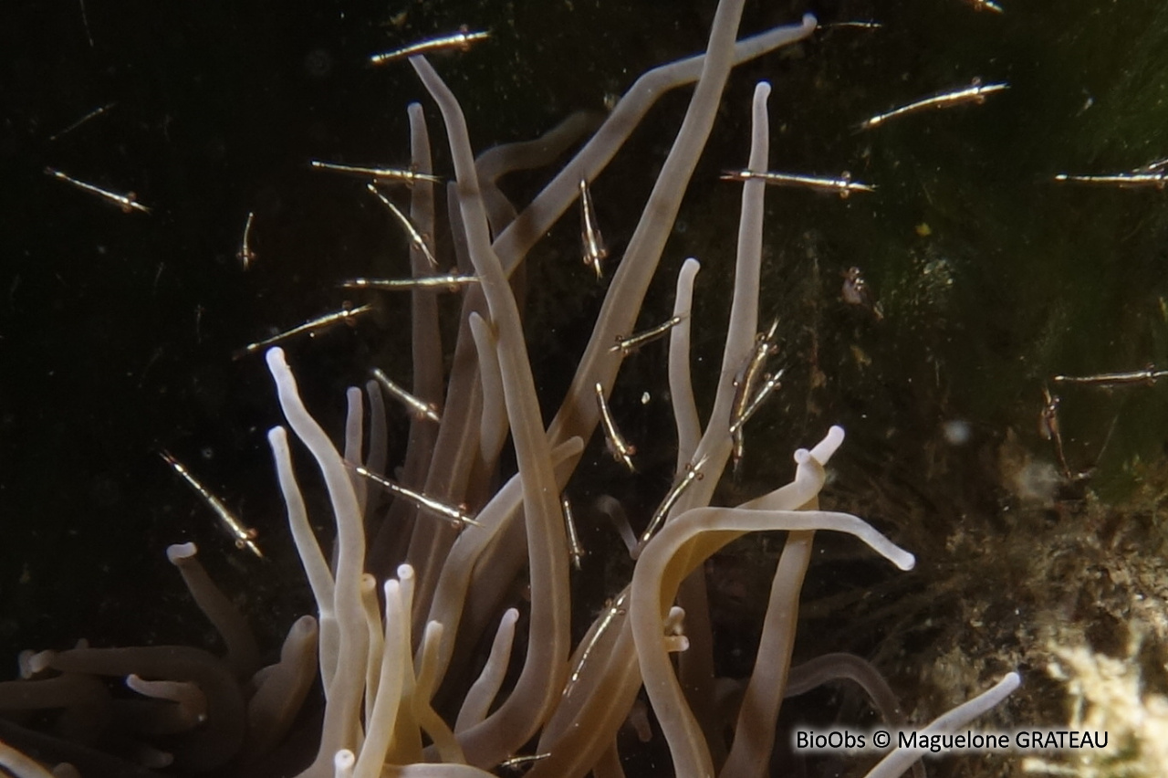 Crevette pélagique - Leptomysis mediterranea - Maguelone GRATEAU - BioObs