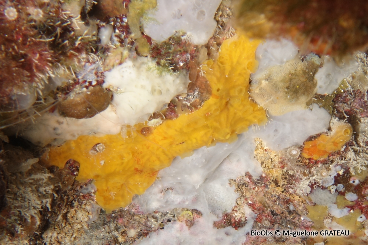 Eponge jaune à cratères - Crella (Grayella) pulvinar - Maguelone GRATEAU - BioObs