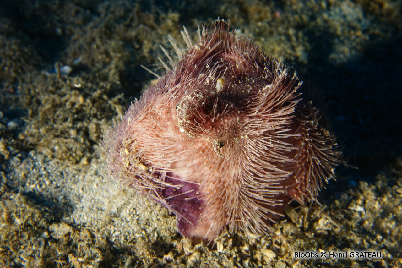Spatangue pourpre - Spatangus purpureus - Henri GRATEAU - BioObs