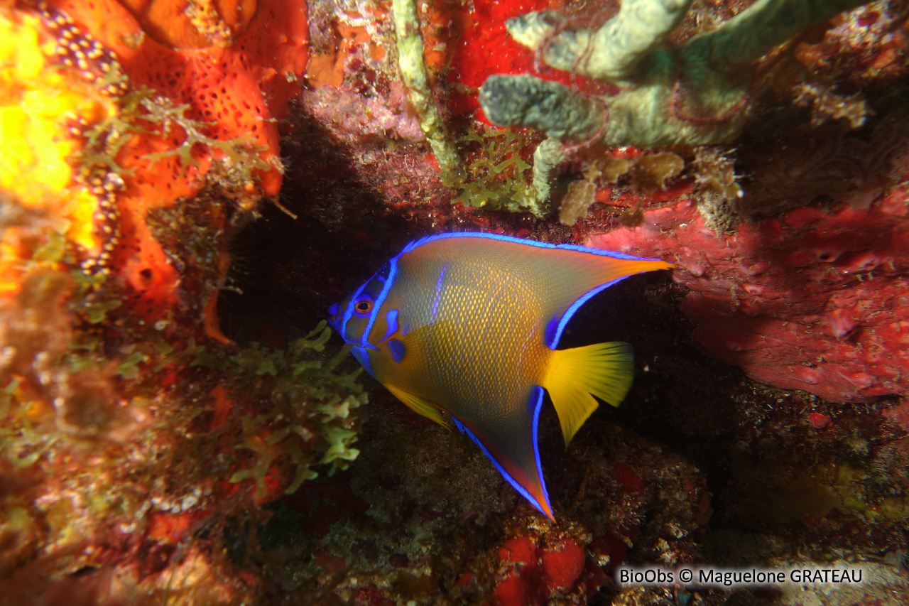 Ange royal - Holacanthus ciliaris - Maguelone GRATEAU - BioObs